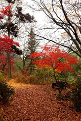 Fototapeta na wymiar 아름다운 가을 단풍