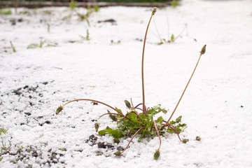 Severe weather. Hail on green grass