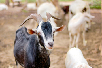 The flock of domestic goats risen for its milk.