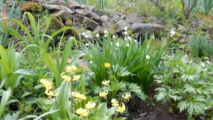 Fototapeta premium 花