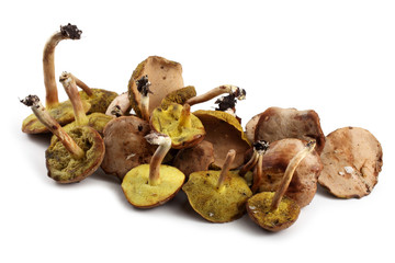 Buttercup mushrooms isolated on white