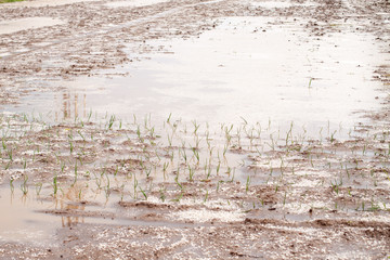 Severe weather. Flood in the fields