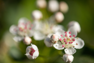 blühende Aronia im Frühling, weiße Blüten mit Blütenorgane, selektive Schärfe und Close up