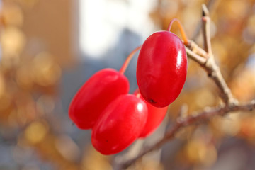 빨간 산수유 열매