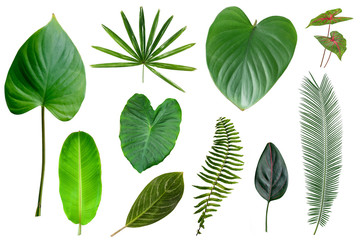  Tropical green leaves isolated on white background. tropical exotic foliage