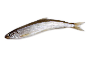 Smelt fish isolated on white