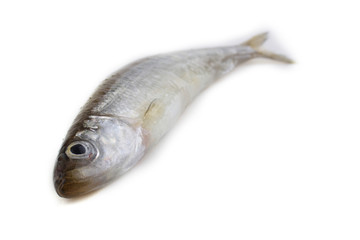 Smelt fish isolated on white
