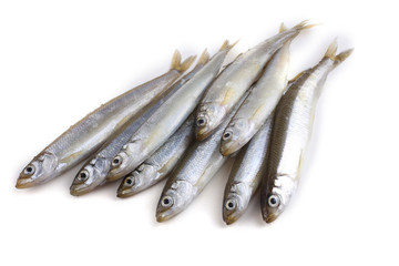 Smelt fishes isolated on white