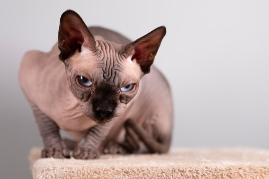 Portrait of a pretty sphinx indoors, bald cat, the cat is on a scratching post, full body, on a grey background, with space for copy, focus on eye