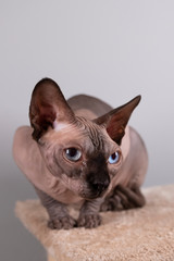 Portrait of a pretty sphinx indoors, bald cat, the cat is on a scratching post, full body, on a...
