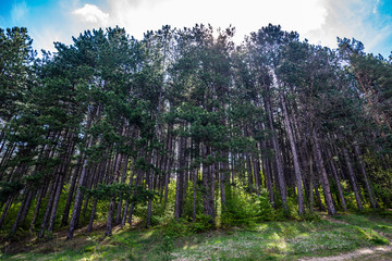 Sunlight in a green forest