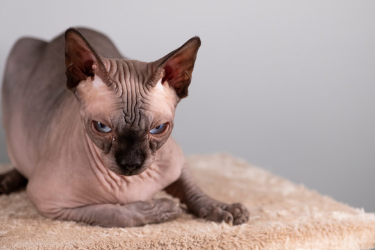 Portrait of a pretty sphinx indoors, bald cat, the cat is on a scratching post, full body, on a grey background, with space for copy, focus on eye