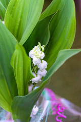 Muguet en fleurs