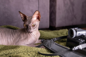 sphinx indoors, bald cat, the cat is playing on a green rug with a camera, hairless cat, naked cat,...