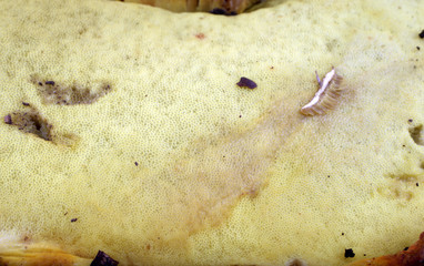 Leccinum extremiorientale. Far eastern boletus mushroom. Delicacy