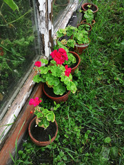 Blooming crimson Geranium in a pot on the background of grass.