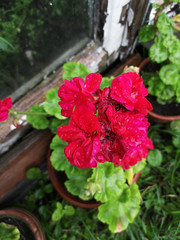 Blooming crimson Geranium in a pot on the background of grass.