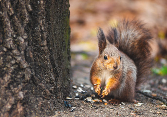 Squirrel in Yanka Kupala's Autumn Park