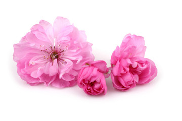 Cherry flowers isolated on white background. Sakura