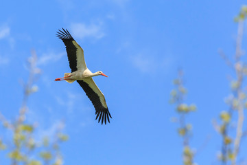 Weißstorch im Flug
