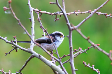 Schwanzmeise im Geäst