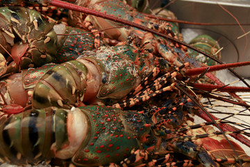 Close up of blue lobster on ice in the street market of Yaowarat Road or Chinatown in Bangkok City Thailand