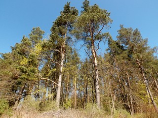 KODAK Digital Still Camera