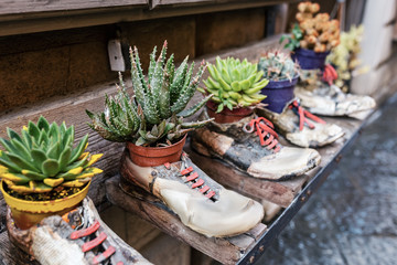 Various succulents are planted in pots in the shape of old shoes. Street decorations and gardening...