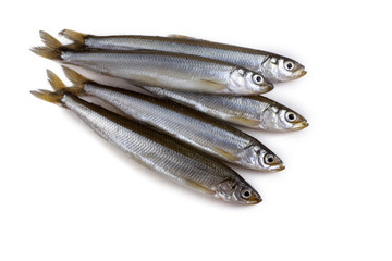Smelt fishes isolated on white