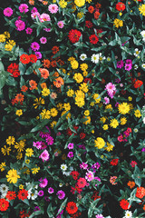 Obraz premium flower