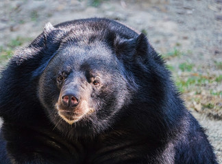 Portrait bear,Asian black bear Show sadness from the eyes.