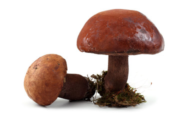 Brown boletus