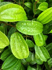 green leaf with water drops