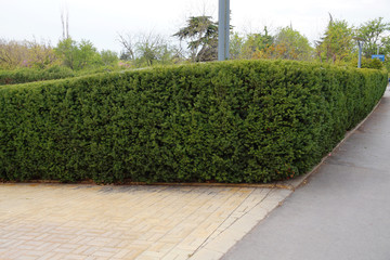 Obraz premium hedge of geometrically trimmed boxwood in the park