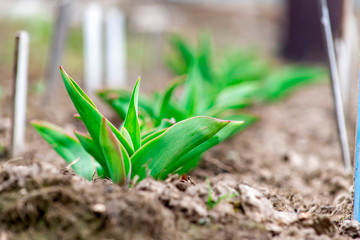 Young garden green Tulips leaves in spring, green Tulip leaves close-up.