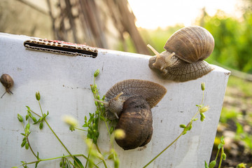 snail on a box in the garden