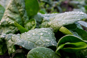 spinach leaf after rain