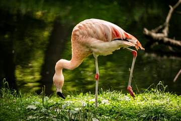 pink flamingo in the zoo