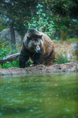 Wild Grizzly Bear