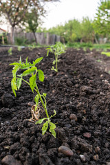 young tomato plants in the garden