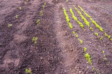 spring tomato and salad garden field