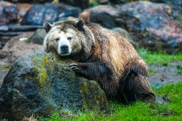 Wild Grizzly Bear