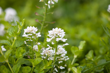 White flowers in the spring meadow