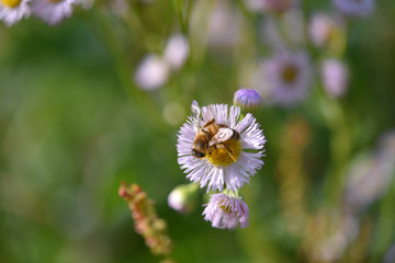 ハルジオンとミツバチ