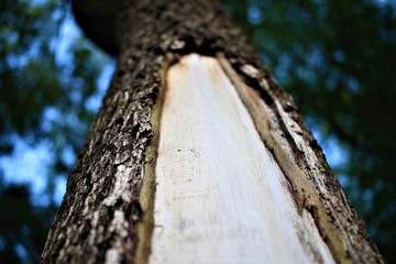 Naturaleza