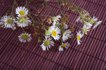 Camomiles on bamboo background