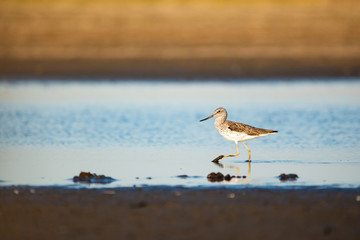 Wood sandpiper - Tringa glareola on the lake