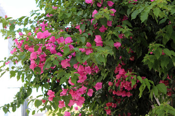 Flores rosas de buganvilla. Es una planta que pertenece a la familia Nyctaginaceae