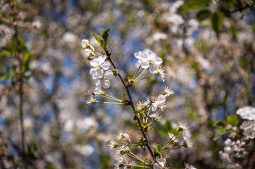 White flowers with blurred background