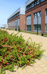 KRAKOW, POLAND - APRIL 20, 2020: Beautiful blooming shrubs at the campus of The Jagiellonian University